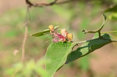 CapParis spinosa çiçekleri. Yaygın isimleri Wyjeelah, Nipang Creeper, Capparis Lasiantha, Flinders Roseand ve Bush Caper. Yaban Çiçeği.