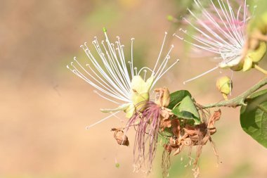 CapParis spinosa çiçekleri. Yaygın isimleri Wyjeelah, Nipang Creeper, Capparis Lasiantha, Flinders Roseand ve Bush Caper. Yaban Çiçeği.
