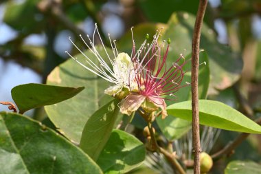CapParis spinosa çiçekleri. Yaygın isimleri Wyjeelah, Nipang Creeper, Capparis Lasiantha, Flinders Roseand ve Bush Caper. Yaban Çiçeği.