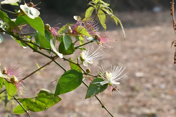 CapParis spinosa çiçekleri. Yaygın isimleri Wyjeelah, Nipang Creeper, Capparis Lasiantha, Flinders Roseand ve Bush Caper. Yaban Çiçeği.