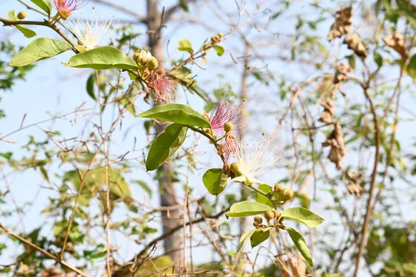 CapParis spinosa çiçekleri. Yaygın isimleri Wyjeelah, Nipang Creeper, Capparis Lasiantha, Flinders Roseand ve Bush Caper. Yaban Çiçeği.