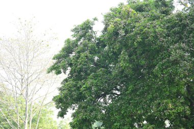 Millettia Pinnata çiçekleri. Fabaceae familyasından bir ağaç türü. Diğer adı Pongamiapinnata, Hint biechandPongame Petrol Ağacı. Birçok Ayurvedic tıpta kullanılır..
