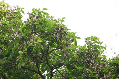 Millettia Pinnata çiçekleri. Fabaceae familyasından bir ağaç türü. Diğer adı Pongamiapinnata, Hint biechandPongame Petrol Ağacı. Birçok Ayurvedic tıpta kullanılır..