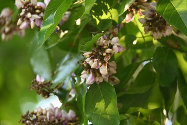 Millettia Pinnata çiçekleri. Fabaceae familyasından bir ağaç türü. Diğer adı Pongamiapinnata, Hint biechandPongame Petrol Ağacı. Birçok Ayurvedic tıpta kullanılır..