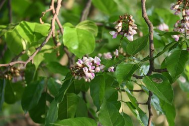 Millettia Pinnata çiçekleri. Fabaceae familyasından bir ağaç türü. Diğer adı Pongamiapinnata, Hint biechandPongame Petrol Ağacı. Birçok Ayurvedic tıpta kullanılır..