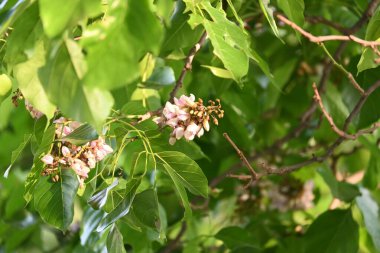 Millettia Pinnata çiçekleri. Fabaceae familyasından bir ağaç türü. Diğer adı Pongamiapinnata, Hint biechandPongame Petrol Ağacı. Birçok Ayurvedic tıpta kullanılır..