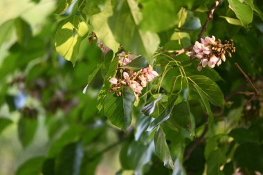 Millettia Pinnata çiçekleri. Fabaceae familyasından bir ağaç türü. Diğer adı Pongamiapinnata, Hint biechandPongame Petrol Ağacı. Birçok Ayurvedic tıpta kullanılır..