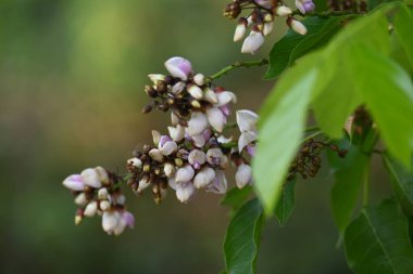 Millettia Pinnata çiçekleri. Fabaceae familyasından bir ağaç türü. Diğer adı Pongamiapinnata, Hint biechandPongame Petrol Ağacı. Birçok Ayurvedic tıpta kullanılır..