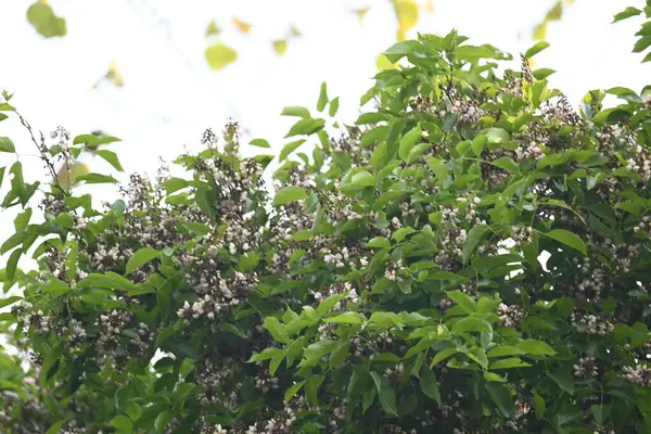Millettia Pinnata çiçekleri. Fabaceae familyasından bir ağaç türü. Diğer adı Pongamiapinnata, Hint biechandPongame Petrol Ağacı. Birçok Ayurvedic tıpta kullanılır..