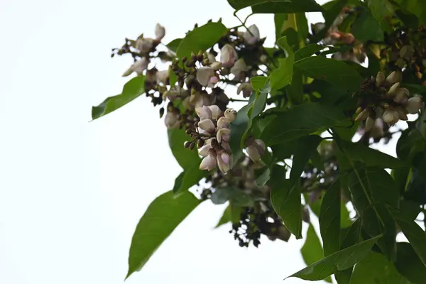 Millettia Pinnata çiçekleri. Fabaceae familyasından bir ağaç türü. Diğer adı Pongamiapinnata, Hint biechandPongame Petrol Ağacı. Birçok Ayurvedic tıpta kullanılır..