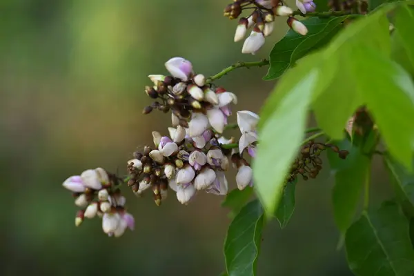 Millettia Pinnata çiçekleri. Fabaceae familyasından bir ağaç türü. Diğer adı Pongamiapinnata, Hint biechandPongame Petrol Ağacı. Birçok Ayurvedic tıpta kullanılır..