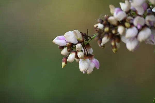 Catochrysops strabo kelebeği çiçeğin üzerinde oturuyor. Beni unutma, Asya 'da bulunan küçük bir kelebek. Bu kelebek, caenidae aur blues ailesine ait. Tridax çiçekleri öngörüyor. 