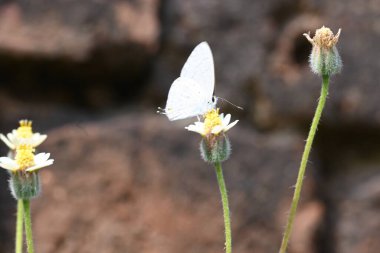Catochrysops strabo kelebeği çiçeğin üzerinde oturuyor. Beni unutma, Asya 'da bulunan küçük bir kelebek. Bu kelebek, caenidae aur blues ailesine ait. Tridax çiçekleri öngörüyor. 
