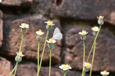 Catochrysops strabo kelebeği çiçeğin üzerinde oturuyor. Beni unutma, Asya 'da bulunan küçük bir kelebek. Bu kelebek, caenidae aur blues ailesine ait. Tridax çiçekleri öngörüyor. 