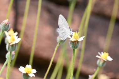 Catochrysops strabo kelebeği çiçeğin üzerinde oturuyor. Beni unutma, Asya 'da bulunan küçük bir kelebek. Bu kelebek, caenidae aur blues ailesine ait. Tridax çiçekleri öngörüyor. 