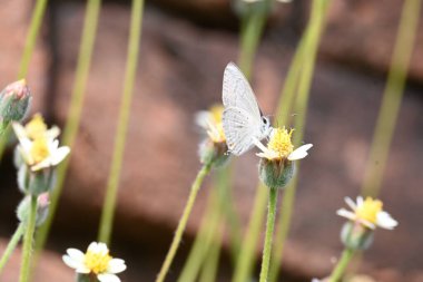 Catochrysops strabo kelebeği çiçeğin üzerinde oturuyor. Beni unutma, Asya 'da bulunan küçük bir kelebek. Bu kelebek, caenidae aur blues ailesine ait. Tridax çiçekleri öngörüyor. 