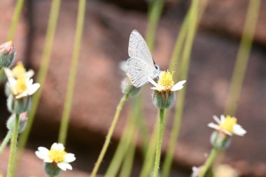 Catochrysops strabo kelebeği çiçeğin üzerinde oturuyor. Beni unutma, Asya 'da bulunan küçük bir kelebek. Bu kelebek, caenidae aur blues ailesine ait. Tridax çiçekleri öngörüyor. 