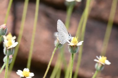 Catochrysops strabo kelebeği çiçeğin üzerinde oturuyor. Beni unutma, Asya 'da bulunan küçük bir kelebek. Bu kelebek, caenidae aur blues ailesine ait. Tridax çiçekleri öngörüyor. 