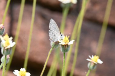 Catochrysops strabo kelebeği çiçeğin üzerinde oturuyor. Beni unutma, Asya 'da bulunan küçük bir kelebek. Bu kelebek, caenidae aur blues ailesine ait. Tridax çiçekleri öngörüyor. 
