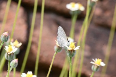 Catochrysops strabo kelebeği çiçeğin üzerinde oturuyor. Beni unutma, Asya 'da bulunan küçük bir kelebek. Bu kelebek, caenidae aur blues ailesine ait. Tridax çiçekleri öngörüyor. 