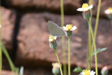 Catochrysops strabo kelebeği çiçeğin üzerinde oturuyor. Beni unutma, Asya 'da bulunan küçük bir kelebek. Bu kelebek, caenidae aur blues ailesine ait. Tridax çiçekleri öngörüyor. 