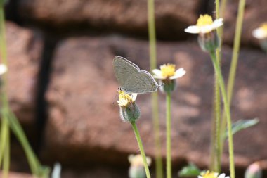 Catochrysops strabo kelebeği çiçeğin üzerinde oturuyor. Beni unutma, Asya 'da bulunan küçük bir kelebek. Bu kelebek, caenidae aur blues ailesine ait. Tridax çiçekleri öngörüyor. 