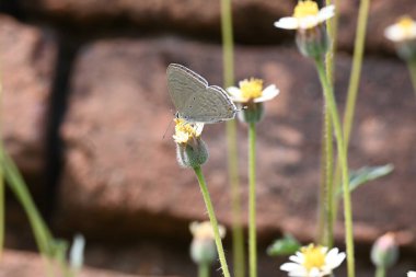 Catochrysops strabo kelebeği çiçeğin üzerinde oturuyor. Beni unutma, Asya 'da bulunan küçük bir kelebek. Bu kelebek, caenidae aur blues ailesine ait. Tridax çiçekleri öngörüyor. 