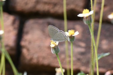 Catochrysops strabo kelebeği çiçeğin üzerinde oturuyor. Beni unutma, Asya 'da bulunan küçük bir kelebek. Bu kelebek, caenidae aur blues ailesine ait. Tridax çiçekleri öngörüyor. 