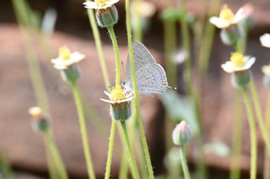 Catochrysops strabo kelebeği çiçeğin üzerinde oturuyor. Beni unutma, Asya 'da bulunan küçük bir kelebek. Bu kelebek, caenidae aur blues ailesine ait. Tridax çiçekleri öngörüyor. 