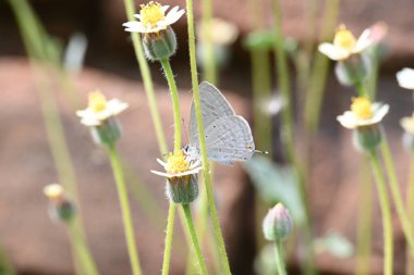 Catochrysops strabo kelebeği çiçeğin üzerinde oturuyor. Beni unutma, Asya 'da bulunan küçük bir kelebek. Bu kelebek, caenidae aur blues ailesine ait. Tridax çiçekleri öngörüyor. 