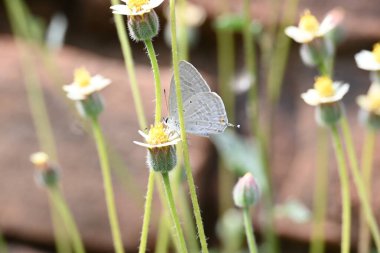 Catochrysops strabo kelebeği çiçeğin üzerinde oturuyor. Beni unutma, Asya 'da bulunan küçük bir kelebek. Bu kelebek, caenidae aur blues ailesine ait. Tridax çiçekleri öngörüyor. 