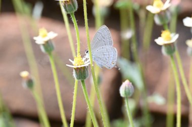 Catochrysops strabo kelebeği çiçeğin üzerinde oturuyor. Beni unutma, Asya 'da bulunan küçük bir kelebek. Bu kelebek, caenidae aur blues ailesine ait. Tridax çiçekleri öngörüyor. 