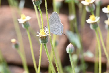Catochrysops strabo kelebeği çiçeğin üzerinde oturuyor. Beni unutma, Asya 'da bulunan küçük bir kelebek. Bu kelebek, caenidae aur blues ailesine ait. Tridax çiçekleri öngörüyor.