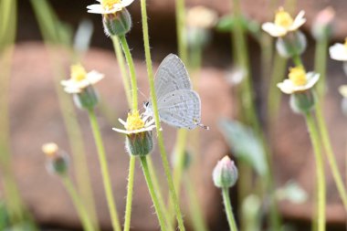 Catochrysops strabo kelebeği çiçeğin üzerinde oturuyor. Beni unutma, Asya 'da bulunan küçük bir kelebek. Bu kelebek, caenidae aur blues ailesine ait. Tridax çiçekleri öngörüyor.
