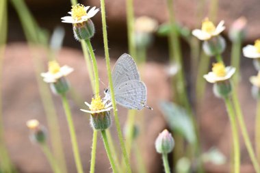 Catochrysops strabo kelebeği çiçeğin üzerinde oturuyor. Beni unutma, Asya 'da bulunan küçük bir kelebek. Bu kelebek, caenidae aur blues ailesine ait. Tridax çiçekleri öngörüyor.