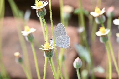 Catochrysops strabo kelebeği çiçeğin üzerinde oturuyor. Beni unutma, Asya 'da bulunan küçük bir kelebek. Bu kelebek, caenidae aur blues ailesine ait. Tridax çiçekleri öngörüyor.