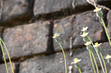 Catochrysops strabo kelebeği çiçeğin üzerinde oturuyor. Beni unutma, Asya 'da bulunan küçük bir kelebek. Bu kelebek, caenidae aur blues ailesine ait. Tridax çiçekleri öngörüyor.
