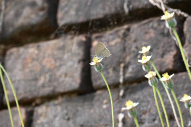 Catochrysops strabo kelebeği çiçeğin üzerinde oturuyor. Beni unutma, Asya 'da bulunan küçük bir kelebek. Bu kelebek, caenidae aur blues ailesine ait. Tridax çiçekleri öngörüyor.