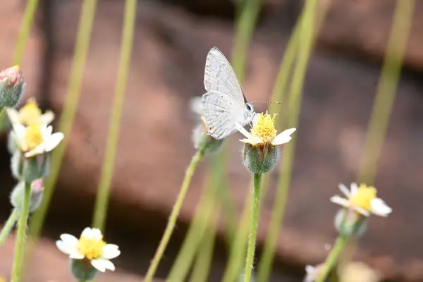 Catochrysops strabo kelebeği çiçeğin üzerinde oturuyor. Beni unutma, Asya 'da bulunan küçük bir kelebek. Bu kelebek, caenidae aur blues ailesine ait. Tridax çiçekleri öngörüyor. 
