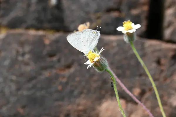 Catochrysops strabo kelebeği çiçeğin üzerinde oturuyor. Beni unutma, Asya 'da bulunan küçük bir kelebek. Bu kelebek, caenidae aur blues ailesine ait. Tridax çiçekleri öngörüyor. 