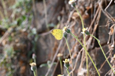 Eurema alitha kelebeği. Yaygın olarak kullanılan adları sarı otlar, sarı otlar, Eurema ve Pieridae 'dir. Bu tür Eurema 'da bulunur. Güneydoğu Asya 'da bulunur. Tridax procumbens Çiçeği. 