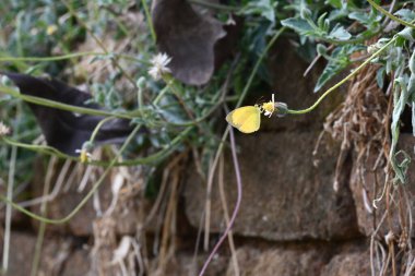 Eurema alitha kelebeği. Yaygın olarak kullanılan adları sarı otlar, sarı otlar, Eurema ve Pieridae 'dir. Bu tür Eurema 'da bulunur. Güneydoğu Asya 'da bulunur. Tridax procumbens Çiçeği. 