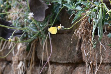 Eurema alitha kelebeği. Yaygın olarak kullanılan adları sarı otlar, sarı otlar, Eurema ve Pieridae 'dir. Bu tür Eurema 'da bulunur. Güneydoğu Asya 'da bulunur. Tridax procumbens Çiçeği. 