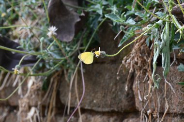 Eurema alitha kelebeği. Yaygın olarak kullanılan adları sarı otlar, sarı otlar, Eurema ve Pieridae 'dir. Bu tür Eurema 'da bulunur. Güneydoğu Asya 'da bulunur. Tridax procumbens Çiçeği. 