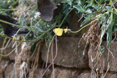 Eurema alitha kelebeği. Yaygın olarak kullanılan adları sarı otlar, sarı otlar, Eurema ve Pieridae 'dir. Bu tür Eurema 'da bulunur. Güneydoğu Asya 'da bulunur. Tridax procumbens Çiçeği. 