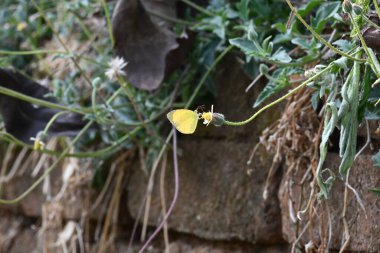 Eurema alitha kelebeği. Yaygın olarak kullanılan adları sarı otlar, sarı otlar, Eurema ve Pieridae 'dir. Bu tür Eurema 'da bulunur. Güneydoğu Asya 'da bulunur. Tridax procumbens Çiçeği. 