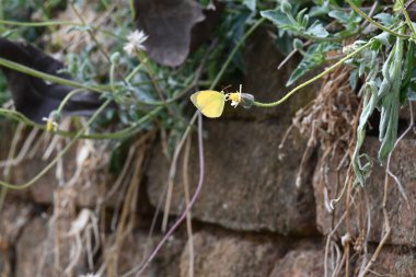Eurema alitha kelebeği. Yaygın olarak kullanılan adları sarı otlar, sarı otlar, Eurema ve Pieridae 'dir. Bu tür Eurema 'da bulunur. Güneydoğu Asya 'da bulunur. Tridax procumbens Çiçeği. 