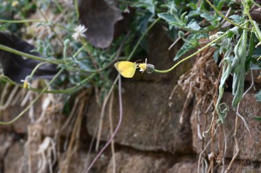 Eurema alitha kelebeği. Yaygın olarak kullanılan adları sarı otlar, sarı otlar, Eurema ve Pieridae 'dir. Bu tür Eurema 'da bulunur. Güneydoğu Asya 'da bulunur. Tridax procumbens Çiçeği. 