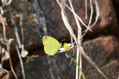 Eurema alitha kelebeği. Yaygın olarak kullanılan adları sarı otlar, sarı otlar, Eurema ve Pieridae 'dir. Bu tür Eurema 'da bulunur. Güneydoğu Asya 'da bulunur. Tridax procumbens Çiçeği. 