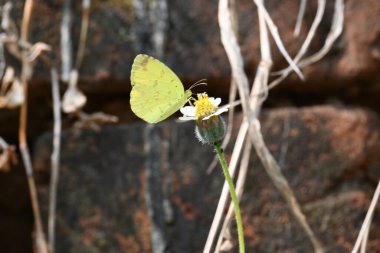 Eurema alitha kelebeği. Yaygın olarak kullanılan adları sarı otlar, sarı otlar, Eurema ve Pieridae 'dir. Bu tür Eurema 'da bulunur. Güneydoğu Asya 'da bulunur. Tridax procumbens Çiçeği. 